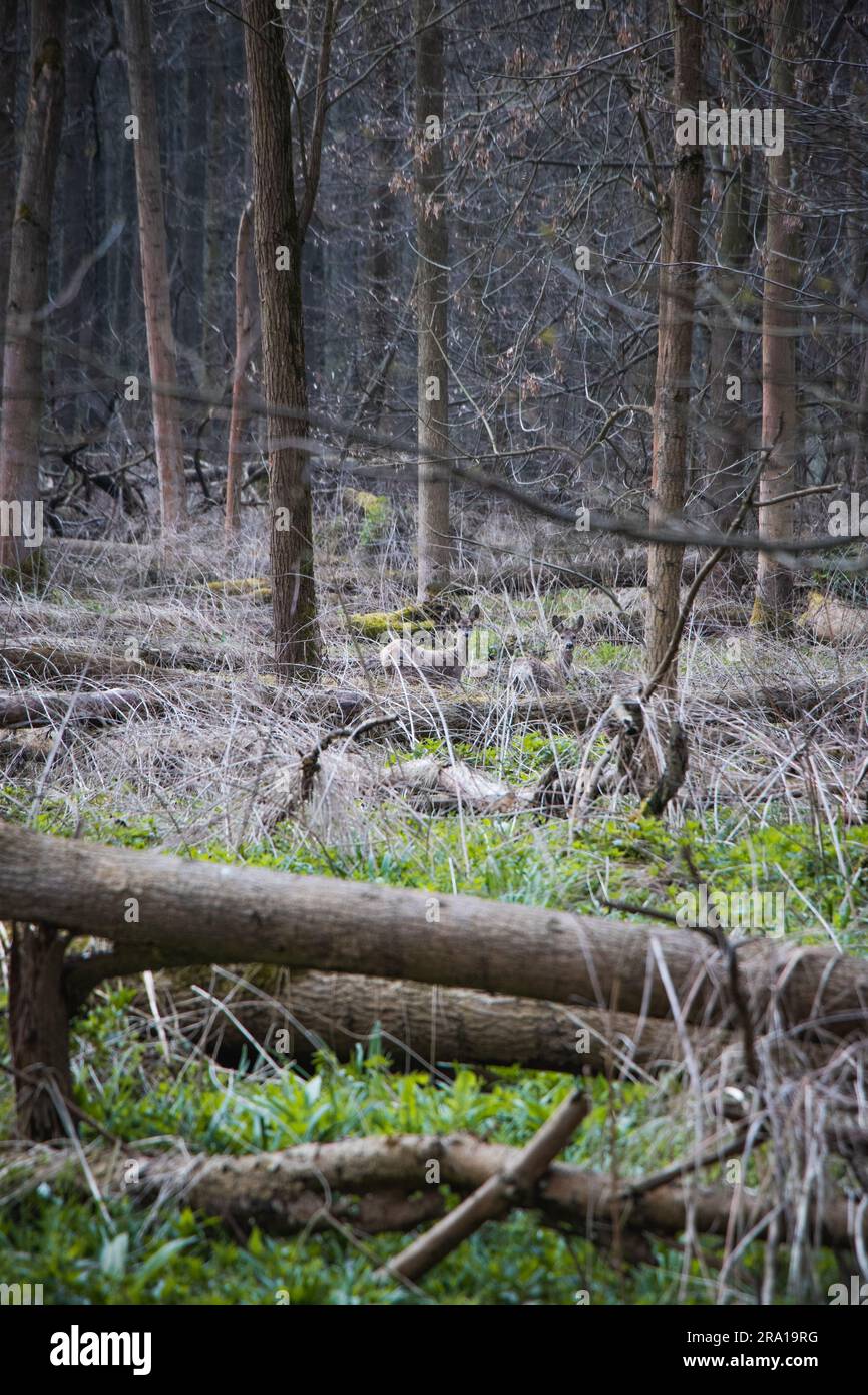 Überraschte Tunnelfreunde, die nach dem Abreißen der Zweige Ausschau halten. Die Schönheit der wilden Natur. Stockfoto