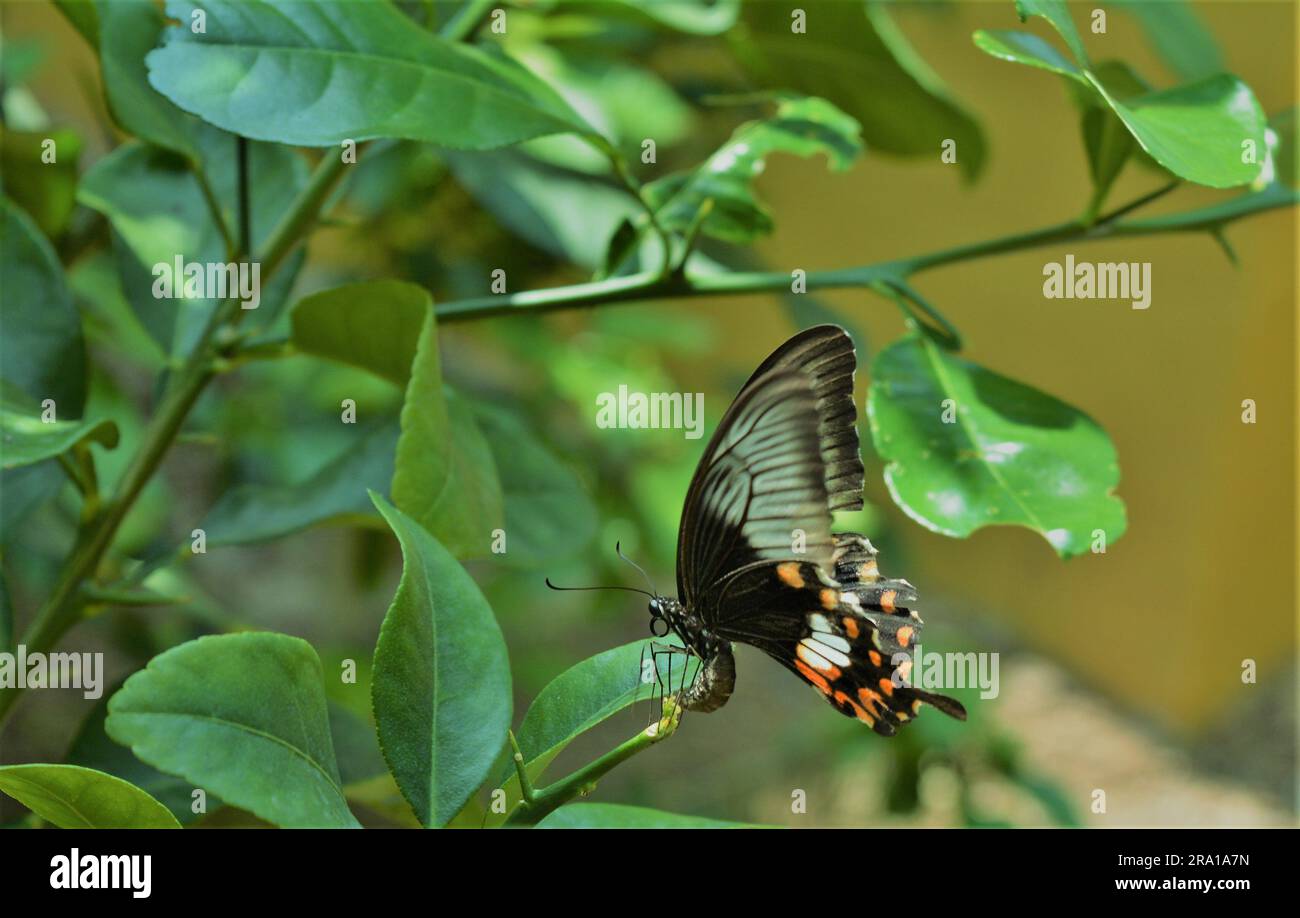 Der Gewöhnliche Rosenschmetterling. Es handelt sich um einen gemeinsamen Schmetterling, der sich weit über Süd- und Südostasien verteilt Stockfoto