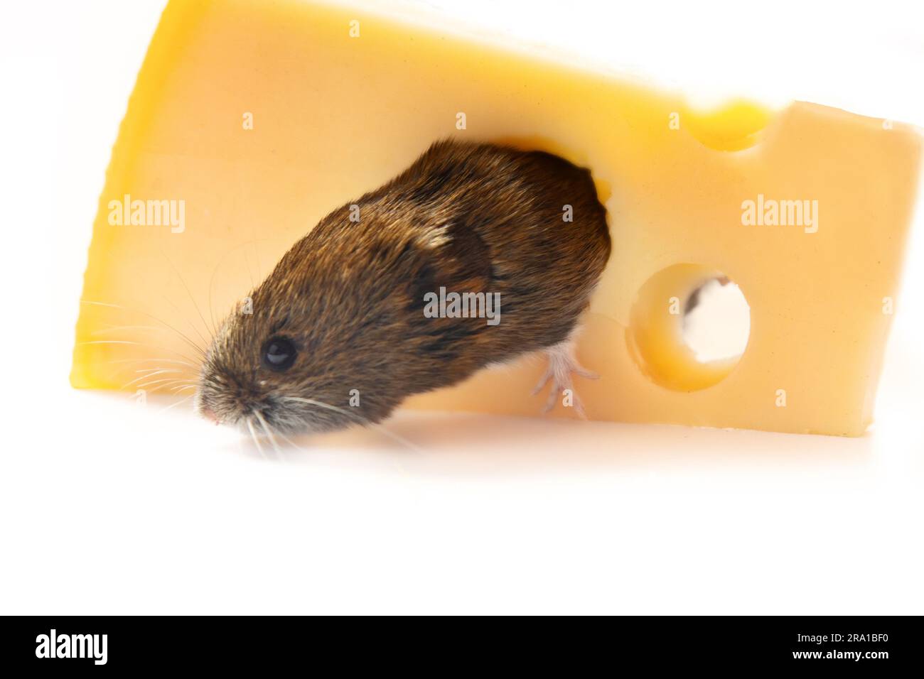 Mäuseartige Nagetiere als Schädlinge für den Menschen. Mäuse und Wühlmäuse gelangen in Lagerhäuser und Haushalte und zerstören Nahrungsmittel. Mit Wühlmehl genagtes Loch in Käse, isoliert Stockfoto