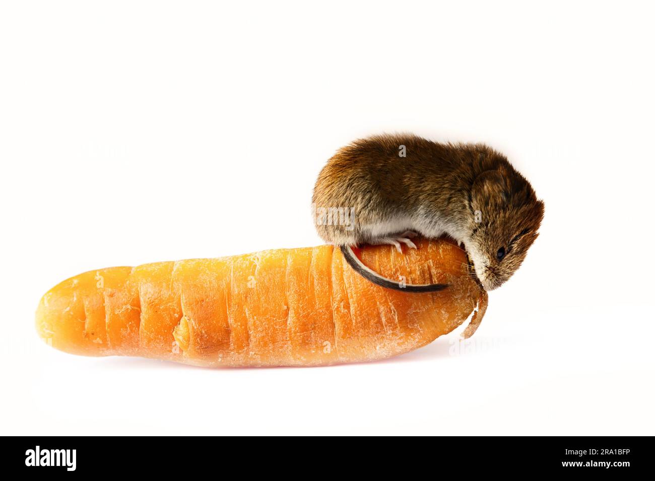 Mäuse schädigen Gemüse in Gemüselagern schwer. Rote Wühlmaus und Karotte auf weißem Hintergrund Stockfoto