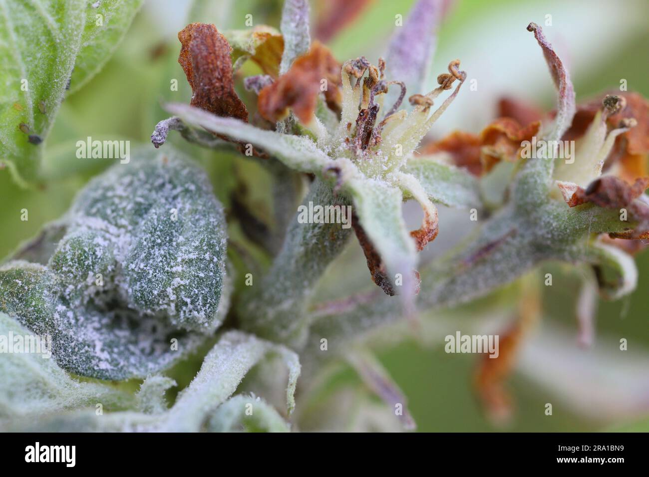 Primäre Infektion von pulverförmigem Mehltau (Podosphaera leucotricha) auf Apfelblättern und Blüten. Stockfoto