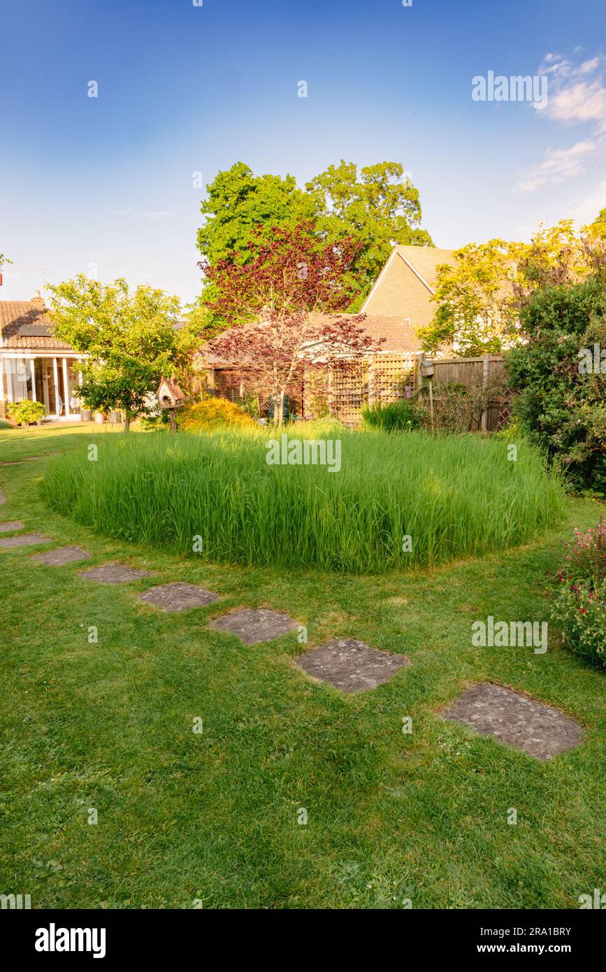 Ungemähtes Gras für keinen Mäher Mai Stockfoto