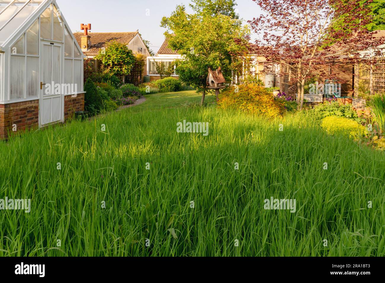 Ungemähtes Gras für keinen Mäher Mai Stockfoto