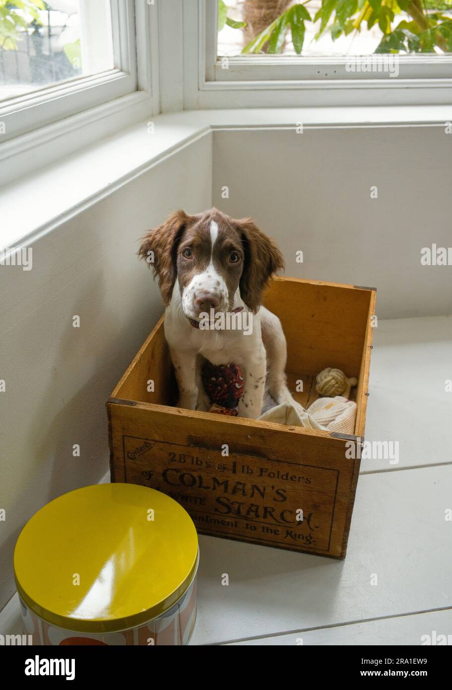 Der Hündchen springer Spaniel sitzt in seiner Spielzeugkiste Stockfoto