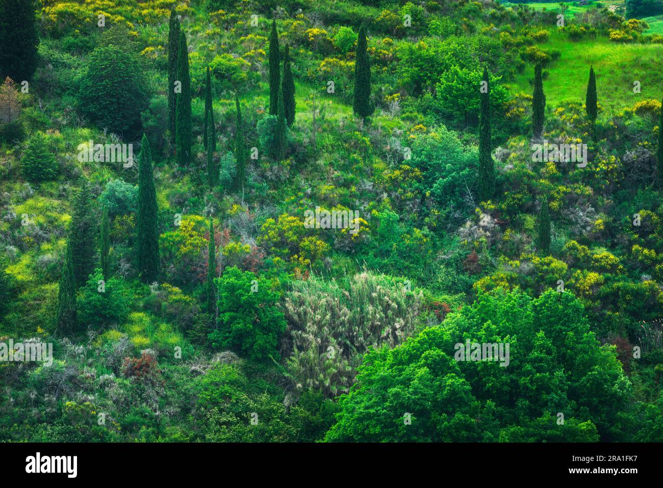 Spontane mediterrane Vegetation mit Zypressen im Frühjahr in der Toskana, abstrakter Hintergrund oder Textur in der Natur Stockfoto