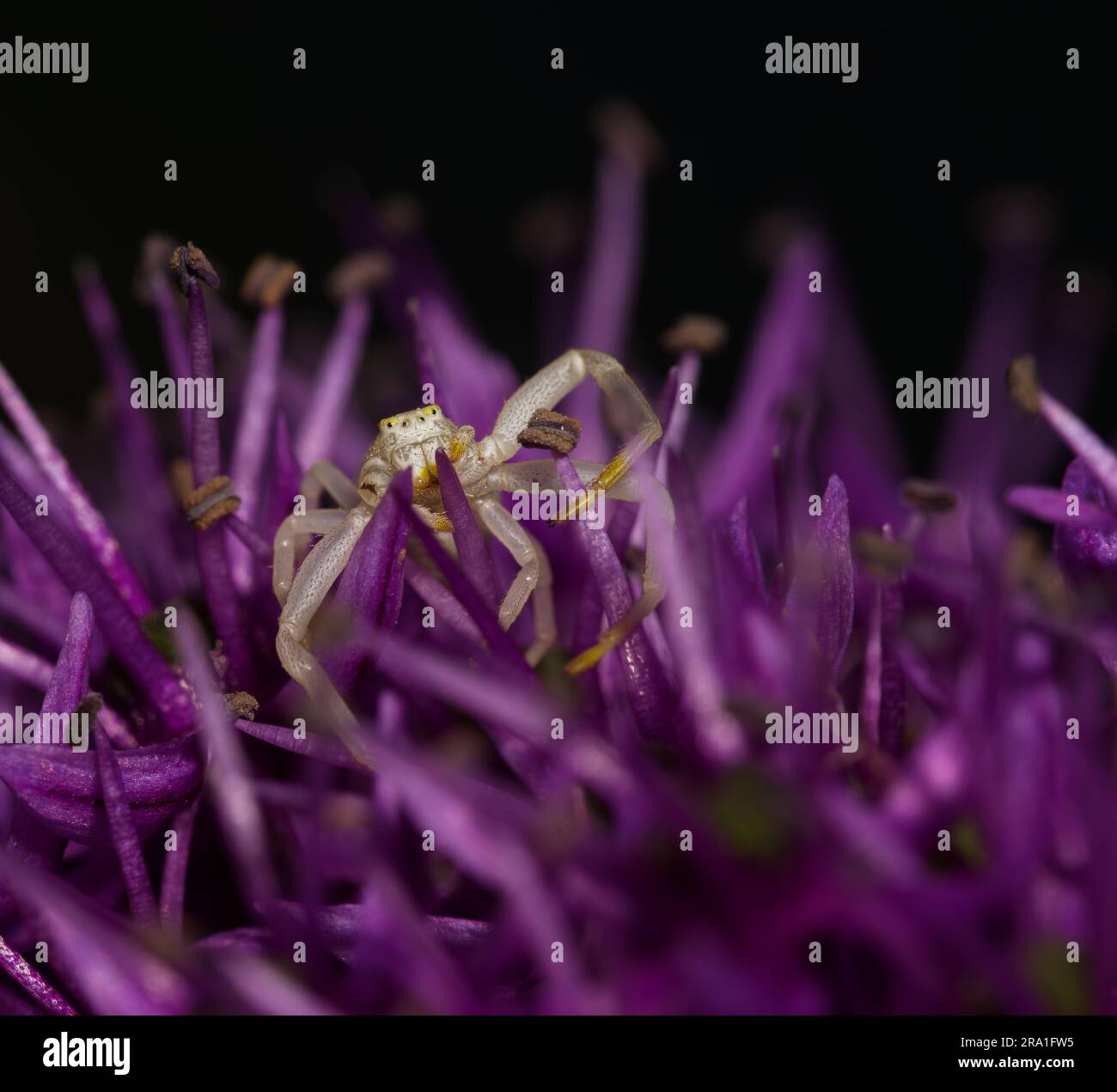 Krabbenspinne auf violetter Blume Stockfoto
