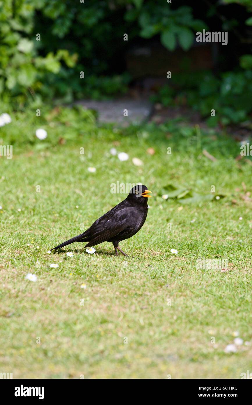 Der Amsel (Turdus Marula) ist ein Gartenbesucher, der in der Nähe von Menschen recht zahm ist, insbesondere wenn die Person den Boden umdreht. Stockfoto