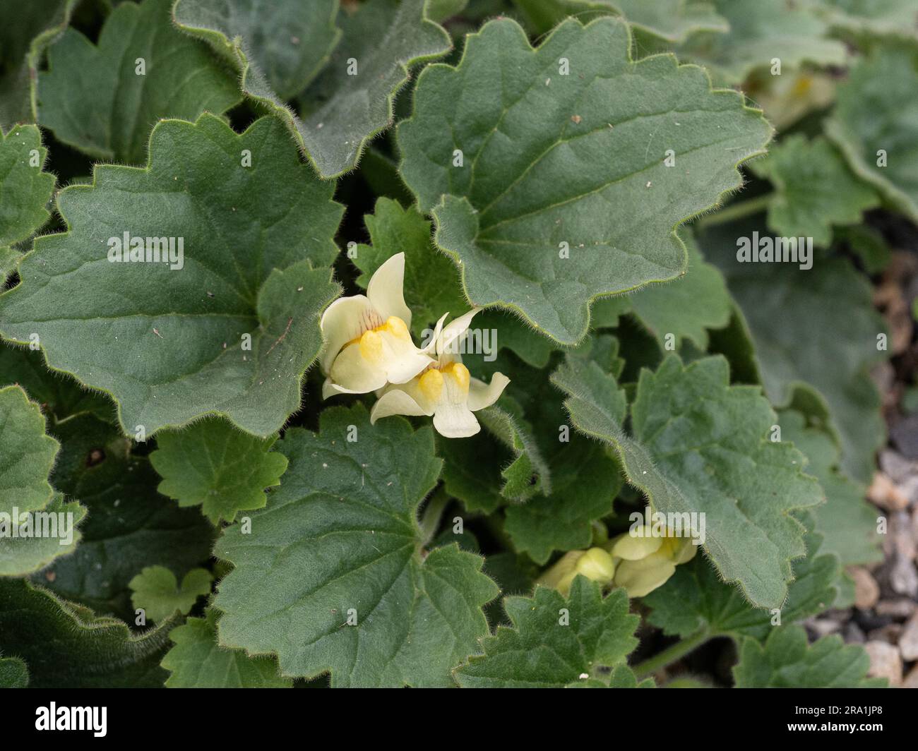 Die blassgelben snapdragon-Blüten und tiefgrünen Blätter von Asarina procumbens Stockfoto
