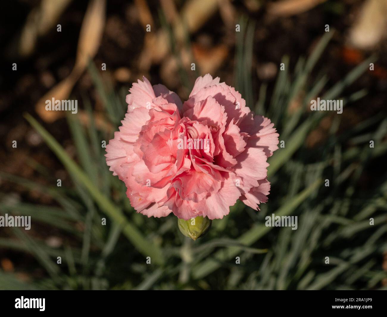 Nahaufnahme einer einzelnen rosafarbenen Blume der Grenze, rosa Dianthus „Letitia Wyatt“ Stockfoto