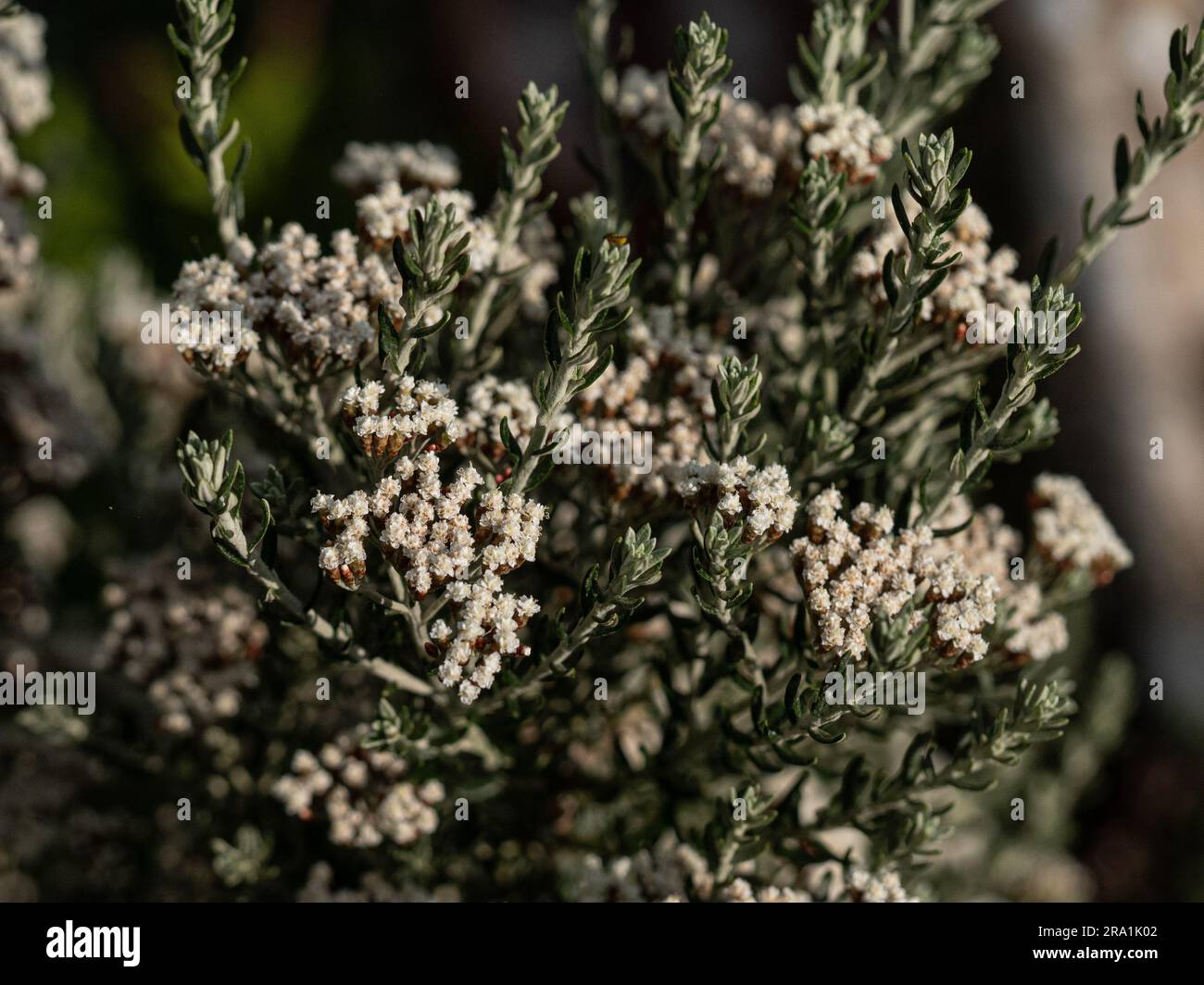 Nahaufnahme der weißen Blüten und der neuen Triebe des neuseeländischen Strauchs Ozothamnus rosmarinifolius Stockfoto