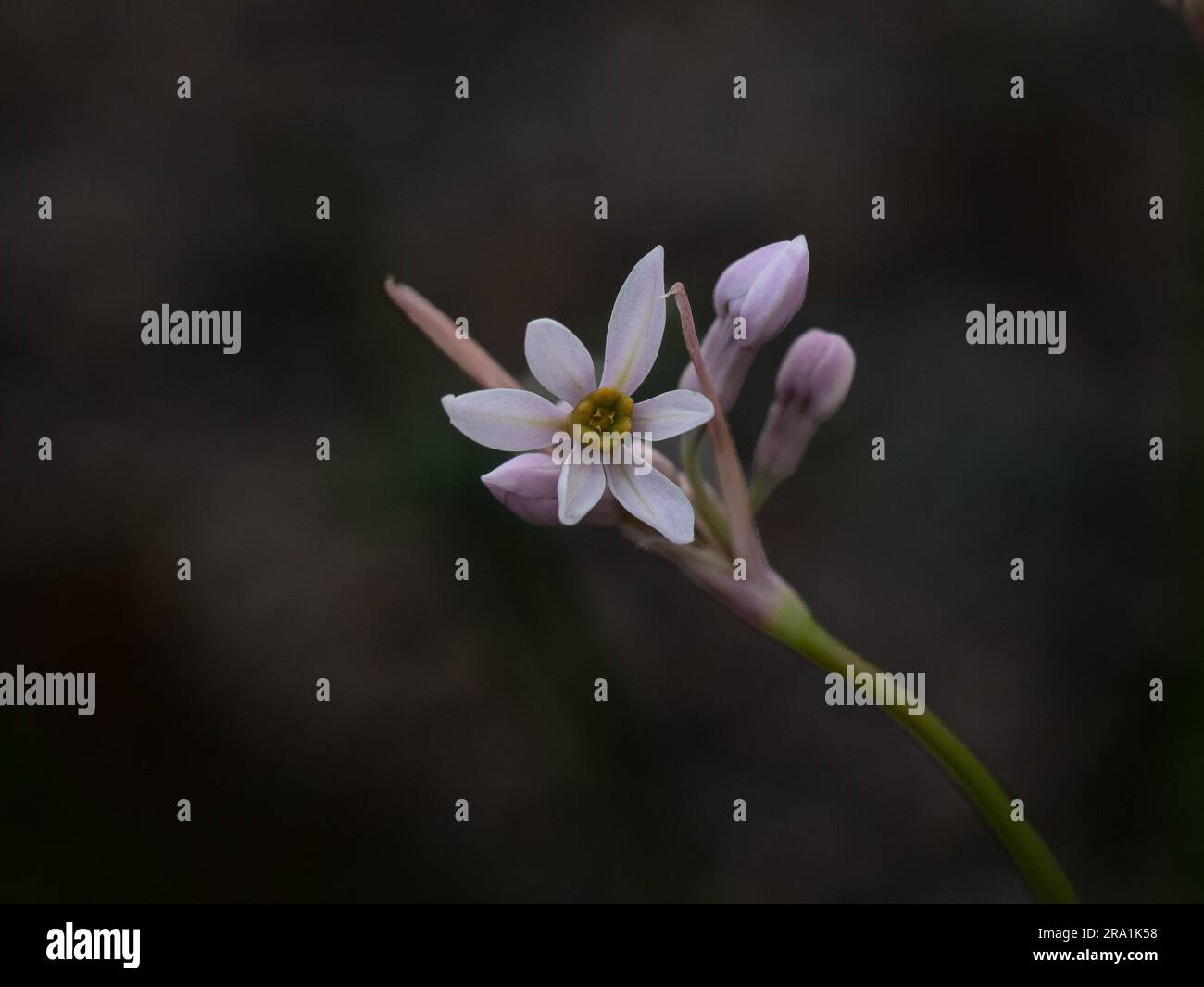 Nahaufnahme der zarten, blasslila Blumen von Tulbaghia „Cariad“ Stockfoto