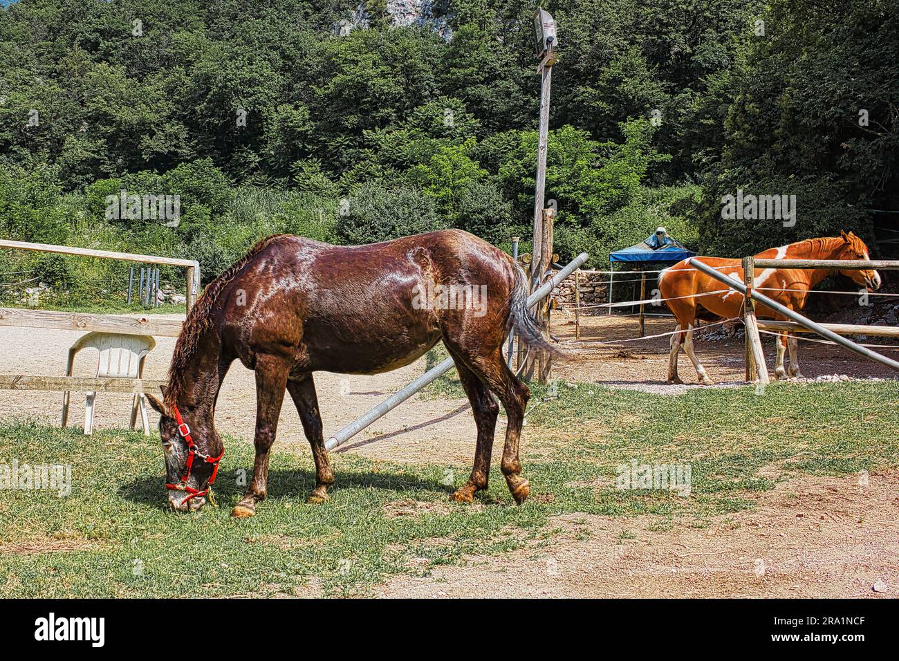 Ältere blinde Appaloosa-Stute, nach einer erfrischenden Dusche. Stockfoto
