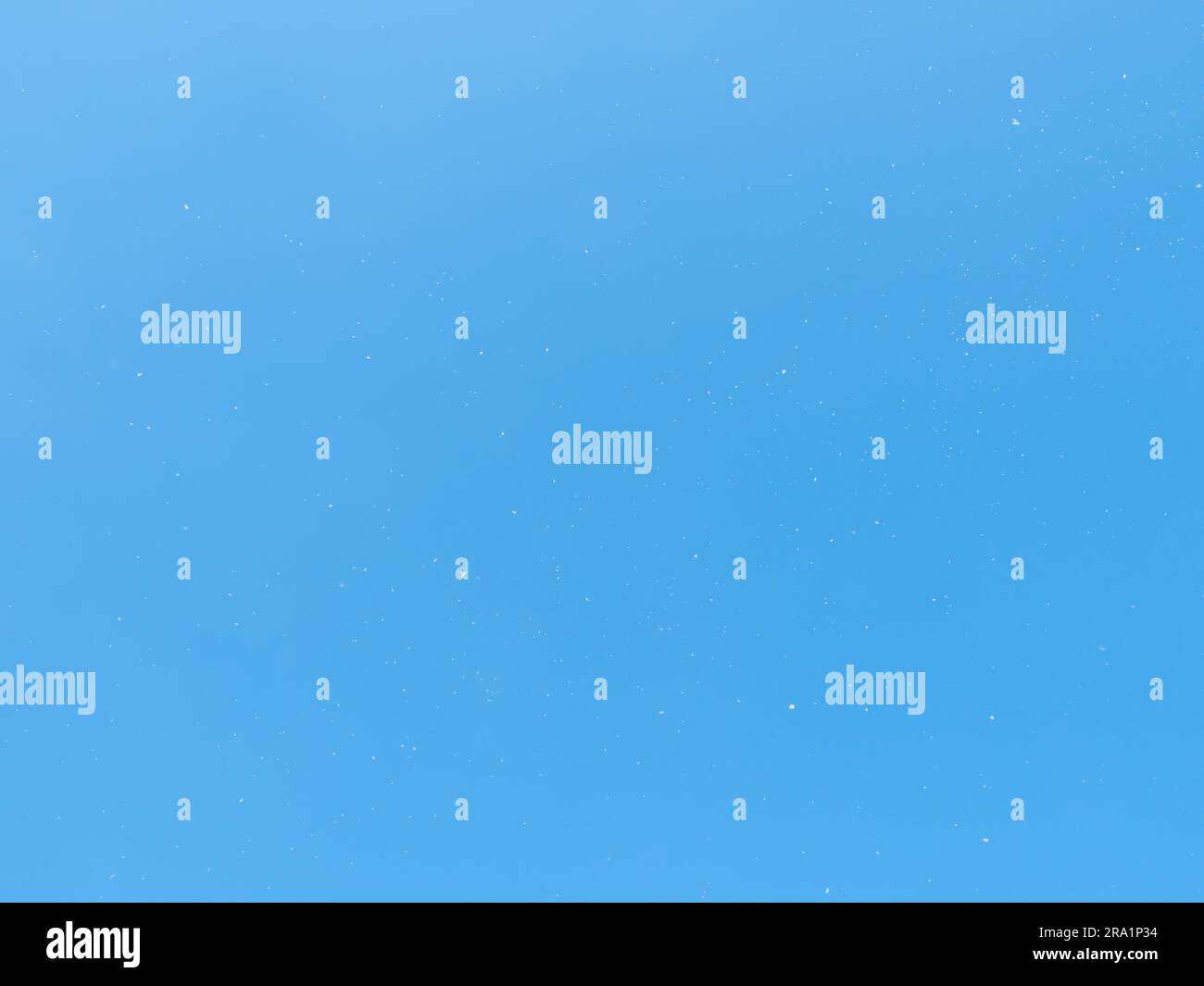 Pappelfusseln fliegen in mehreren weißen Fenstern hoch oben am blauen Himmel wie Schneeflocken. Stockfoto