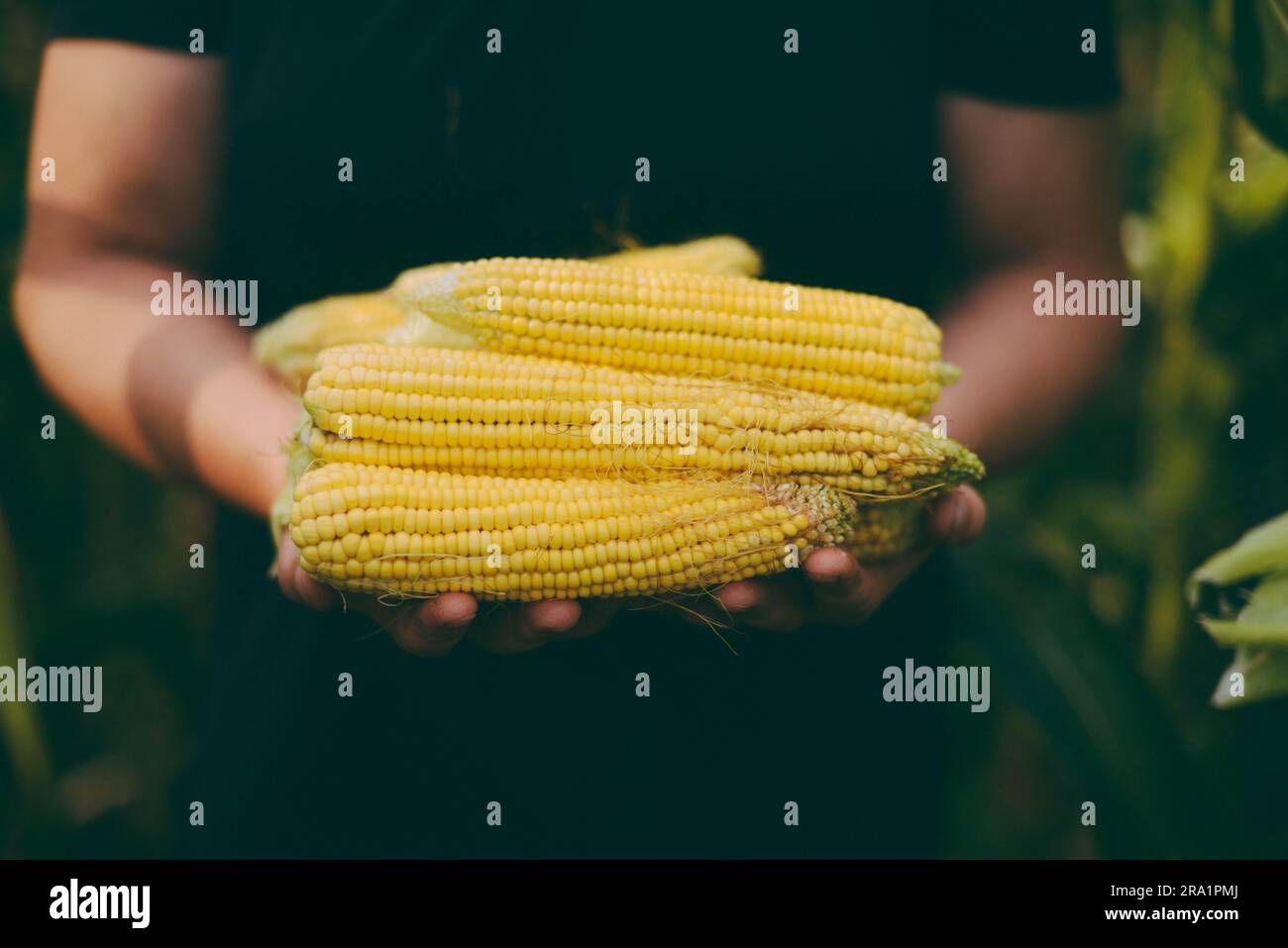 Eine Frau, die frisch gepflückten Mais auf dem Kolben aus dem Garten hält Stockfoto