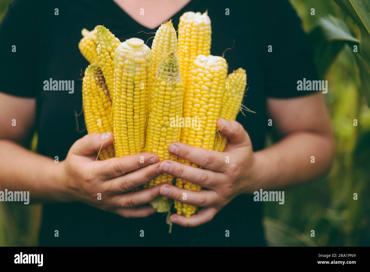 Eine Frau, die frisch gepflückten Mais auf dem Kolben aus dem Garten hält Stockfoto