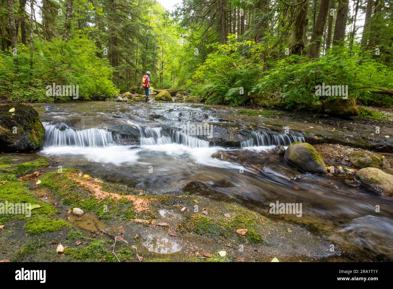 Biologe, der eine Flussanalyse durchführt, Maple Ridge, British Columbia, Kanada Stockfoto