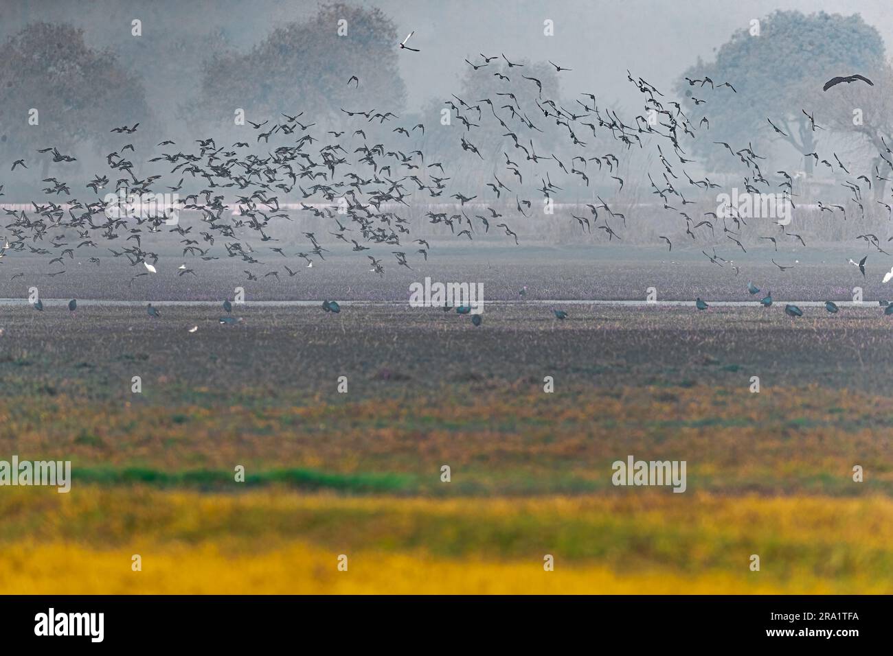 Fliegende Vögel im nassen Land Stockfoto