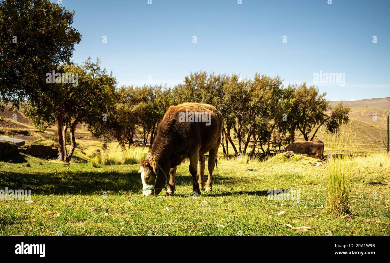 Kuh im Vordergrund, die mit Bäumen in der Nähe isst Stockfoto