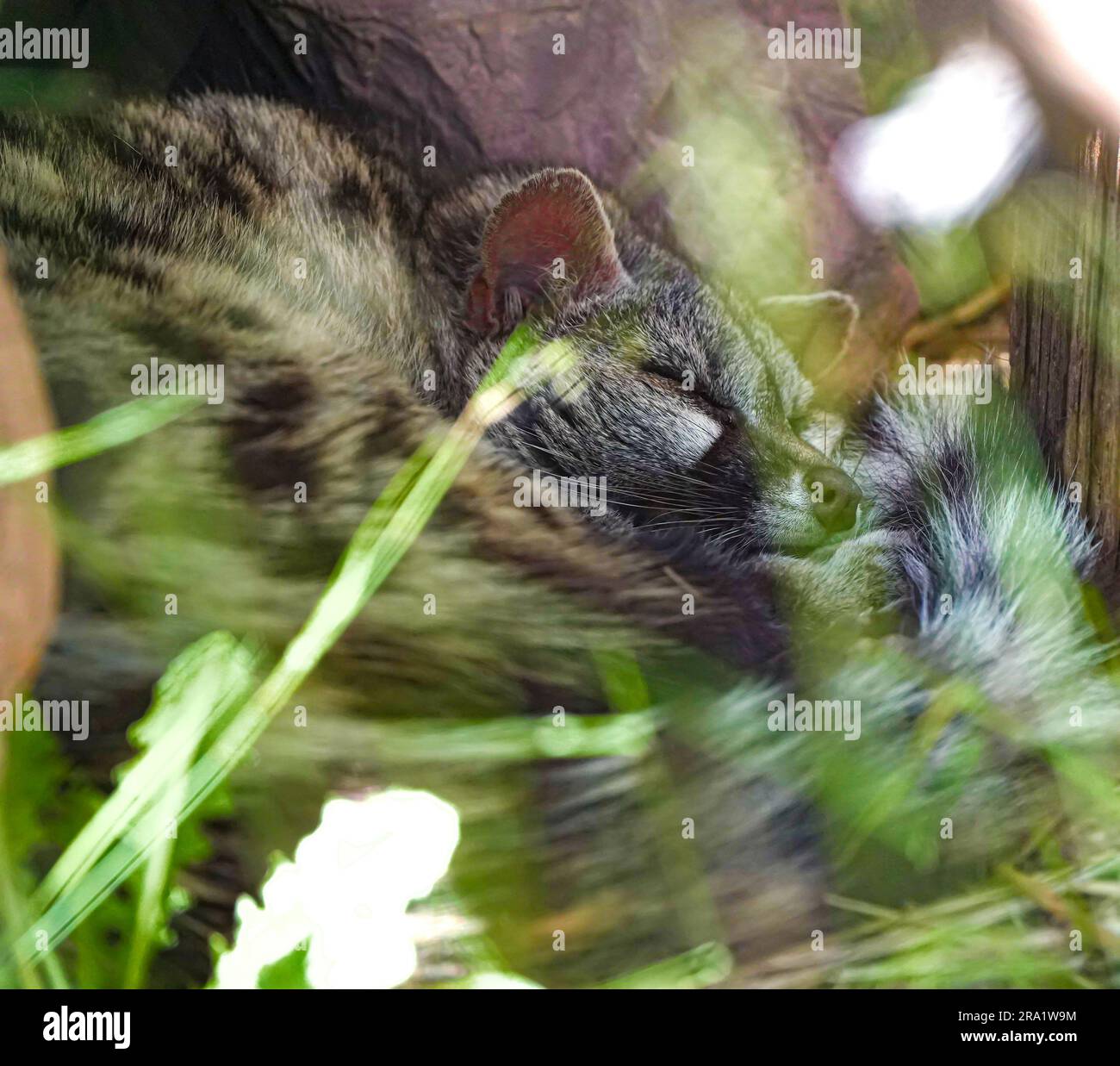 Süße Zibetkatze, die unter einem Baum schläft Stockfoto