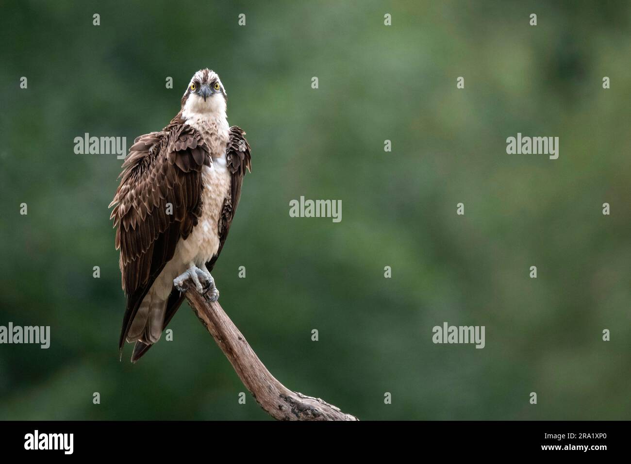 fischadler, Fischhawk (Pandion haliaetus), auf der Suche, mit Blick auf die Kamera, Niederlande, Overijssel Stockfoto