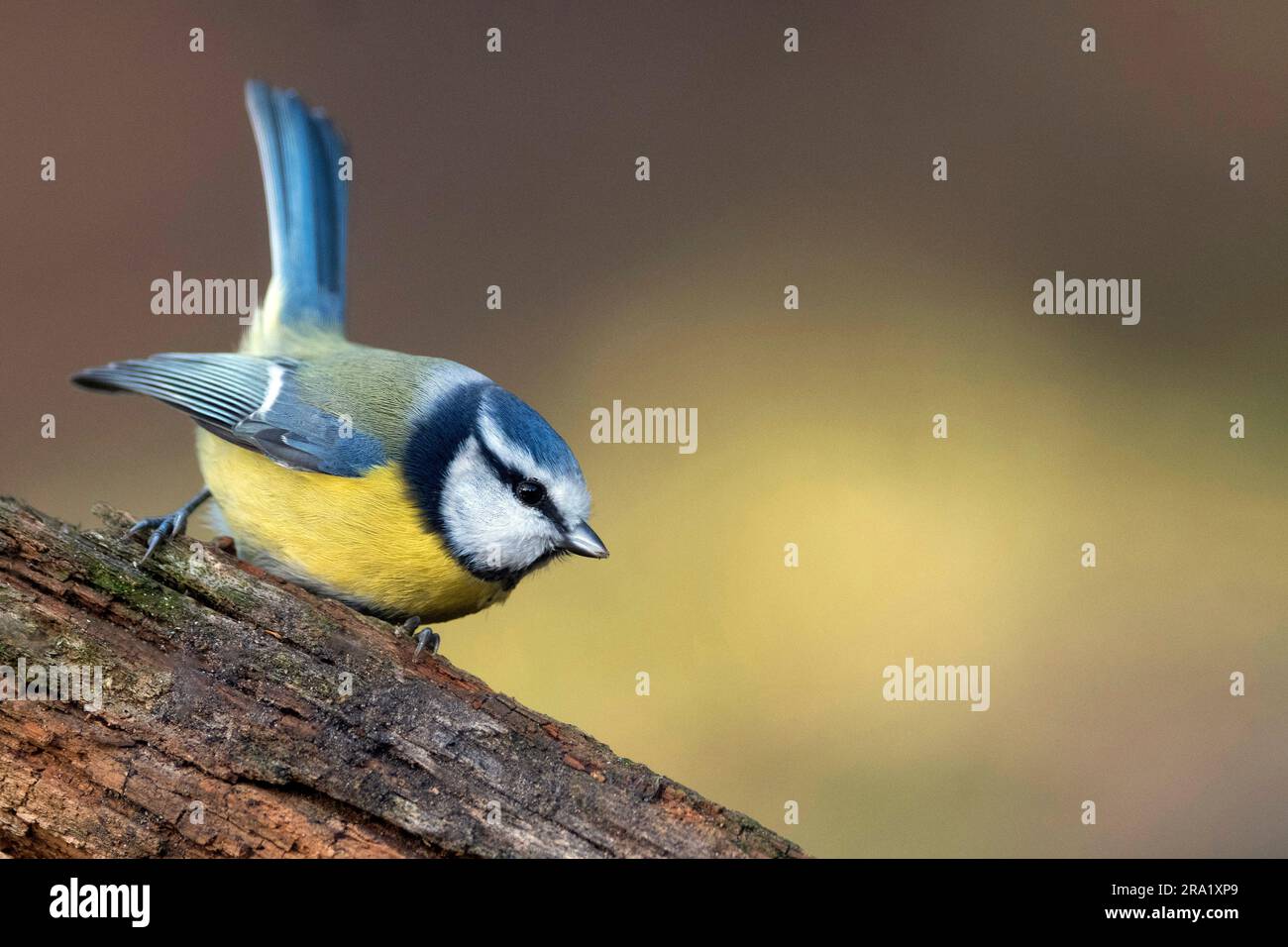 Blautit (Parus caeruleus, Cyanistes caeruleus), auf einem Zweig sitzend, Niederlande, Overijssel Stockfoto