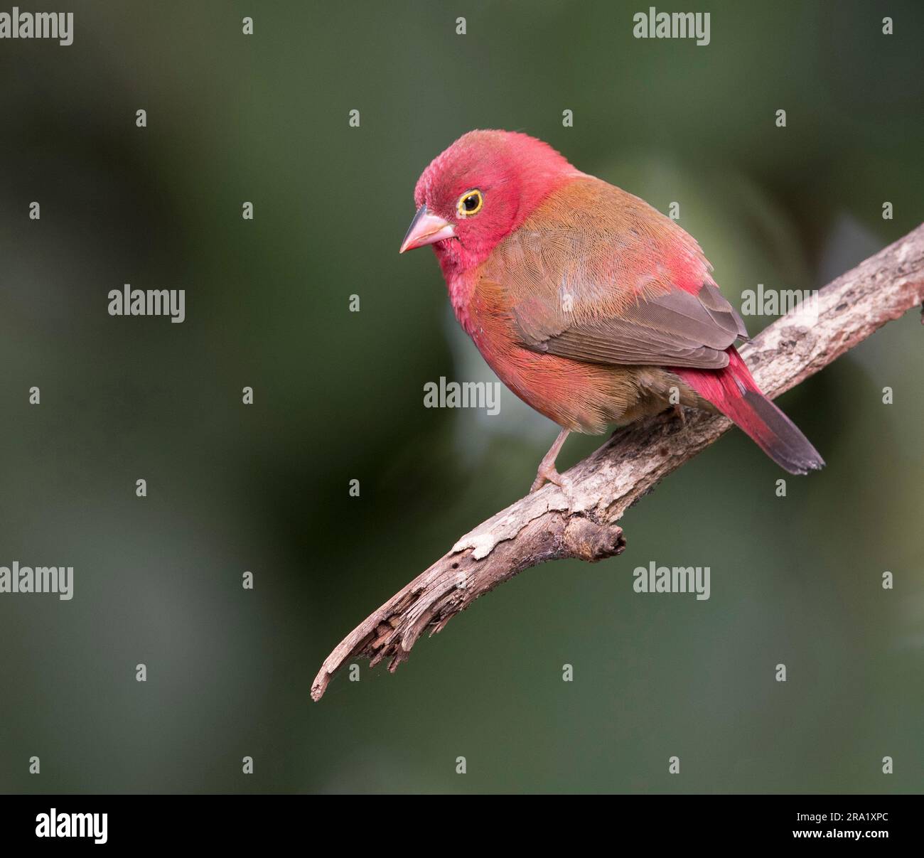 Rotschnabelfink (Lagonosticta senegala), männlich auf einem toten Ast, Gambia Stockfoto