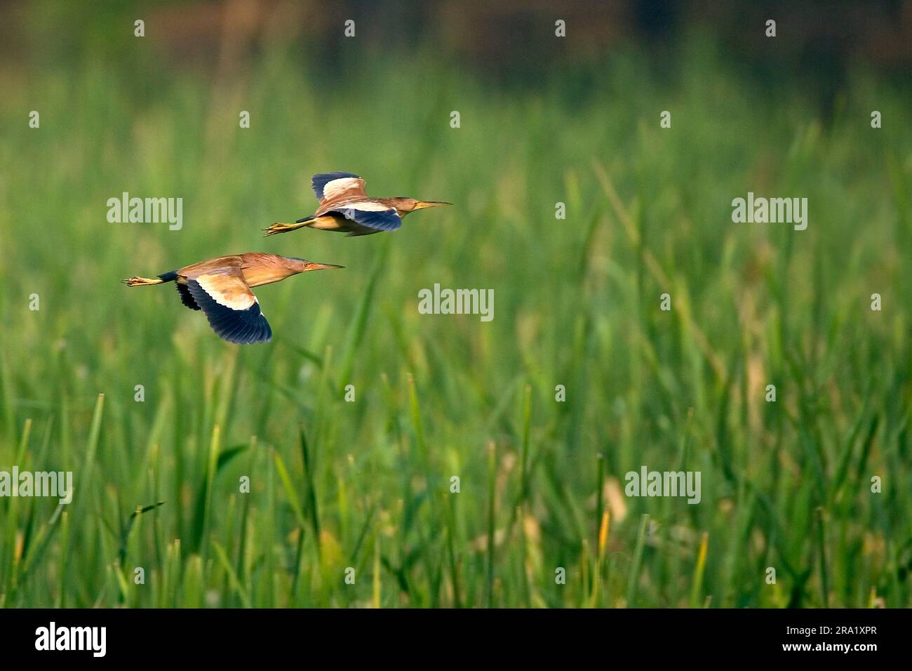 Chinesische kleine Bitter (Ixobrychus sinensis), die über das Sumpfgebiet an der Ostküste Chinas, China, fliegen Stockfoto