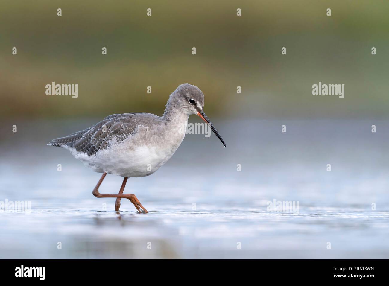 Gefleckter Rothaarig (Tringa erythropus), durch flaches Wasser waten, Sideview, Niederlande Stockfoto