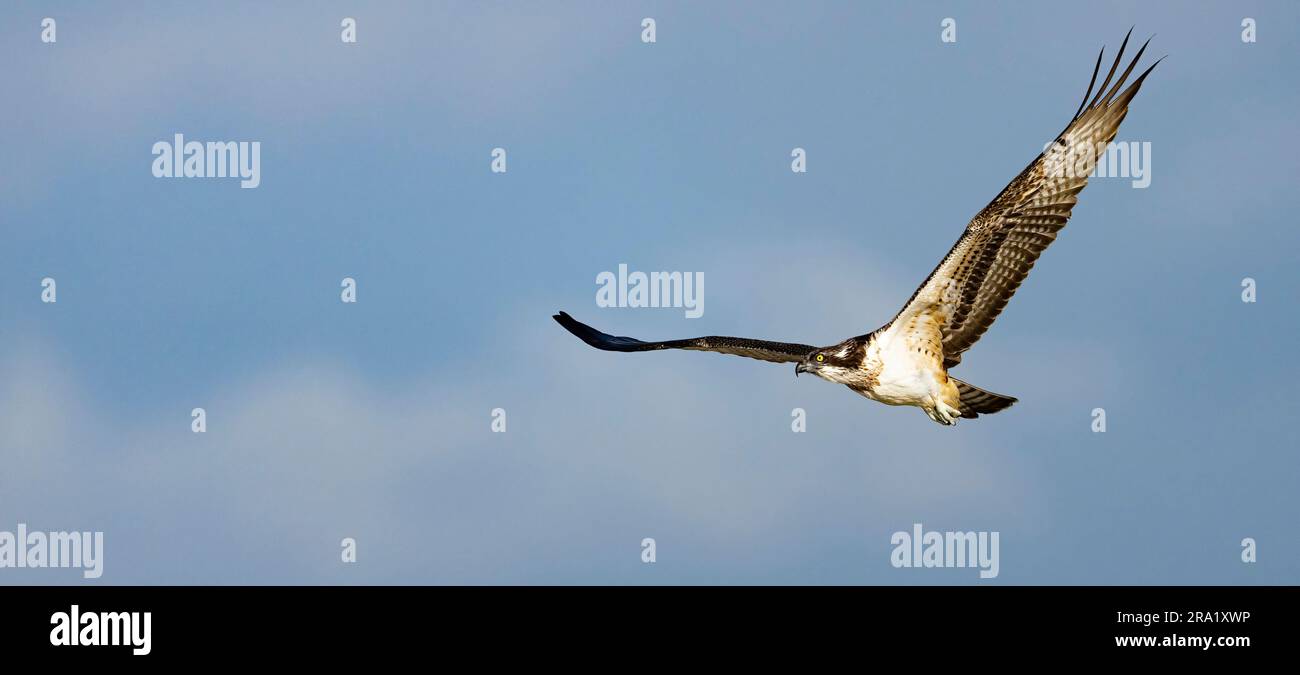fischadler (Pandion haliaetus), im Flug, Niederlande Stockfoto