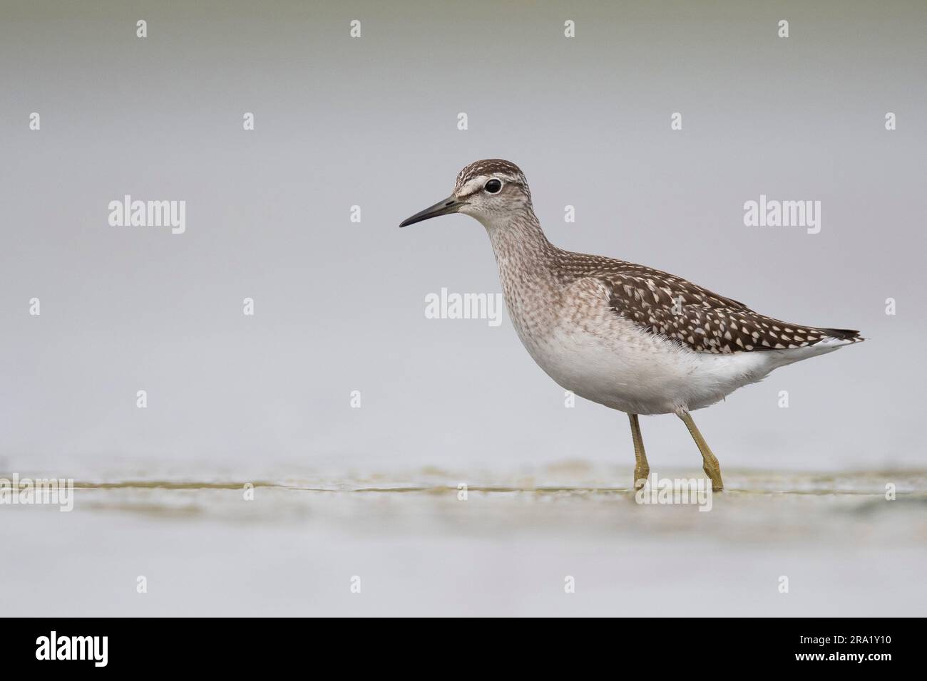 Holzschleifer (Tringa glareola), durch flaches Wasser waten, Seitenansicht, Niederlande, Breebaart Polder Stockfoto