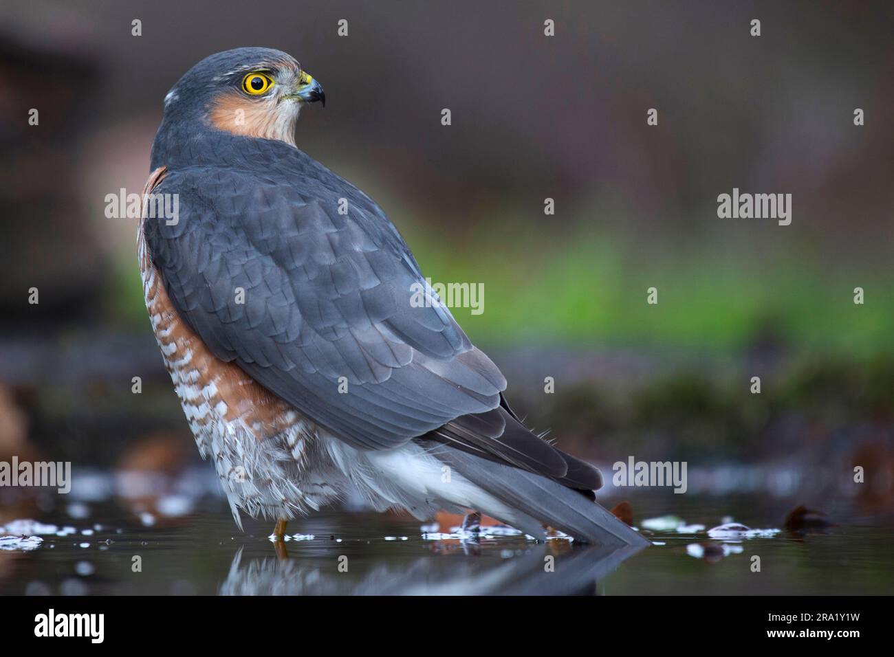 nördlicher Spatzenfalke (Accipiter nisus), männlicher Seemann, Niederlande, Overijssel Stockfoto