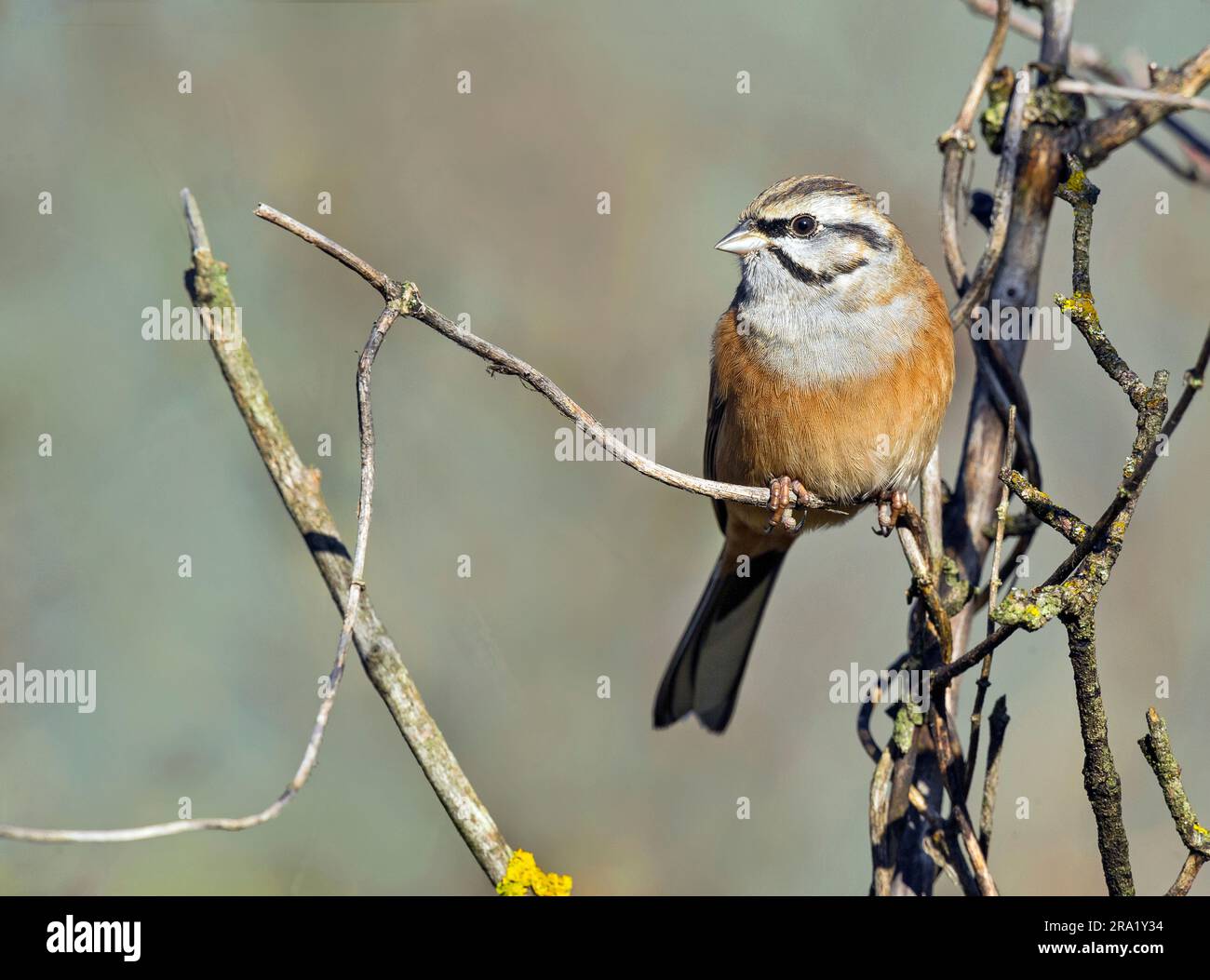 Rockbunting (Emberiza cia), männlicher Erwachsener, der auf einem Zweig sitzt, Italien Stockfoto