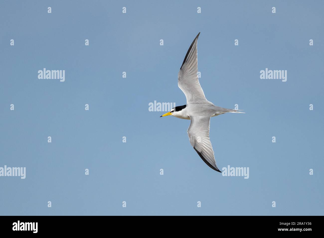 Am wenigsten Seezunge (Sternula antillarum, Sterna antillarum), im Flug, USA, Texas Stockfoto