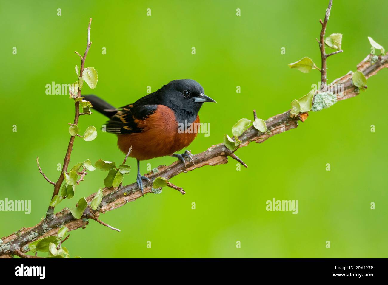 Orchidee (Icterus spurius), männlicher auf einem Zweig, USA, Texas Stockfoto