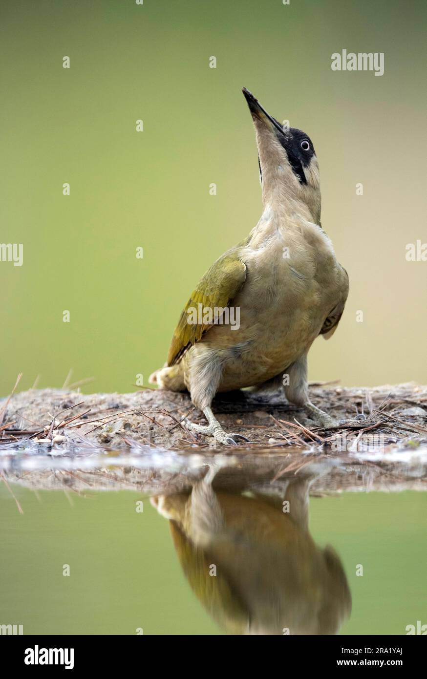 Grüner Specht (Picus viridis), weibliche Sitzplätze am Ufer und Blick nach oben, Vorderansicht, Niederlande, Overijssel Stockfoto