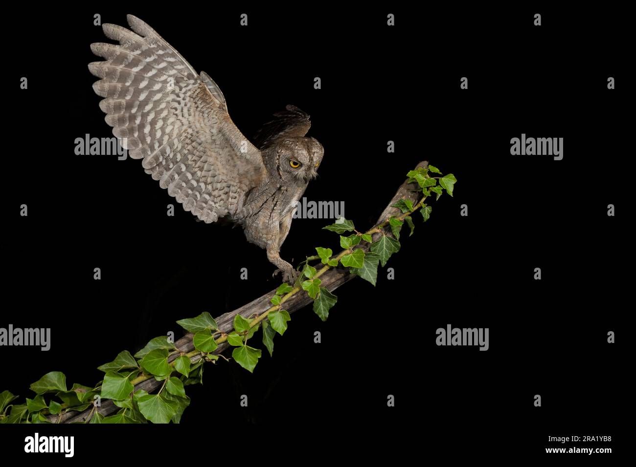 Eule der Eule (Otus scops, Otus scops scops), die auf einem mit Efeu bedeckten Ast landet, Seitenansicht, Italien Stockfoto