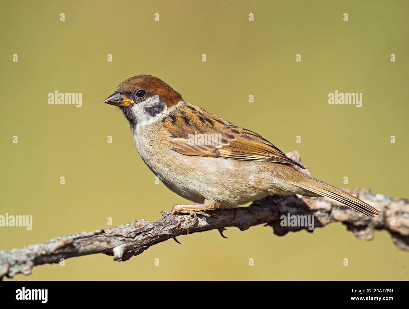 Eurasischer Baumspatz (Passer montanus), hochsitzender Jugendlicher, Italien Stockfoto