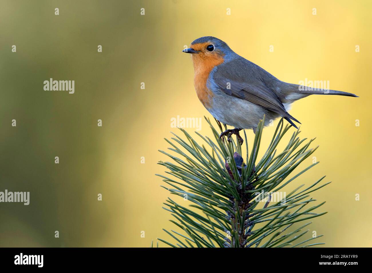 Europäisches Rotkehlchen (Erithacus rubecula), Sitz auf einem Zweig, Niederlande, Overijssel Stockfoto