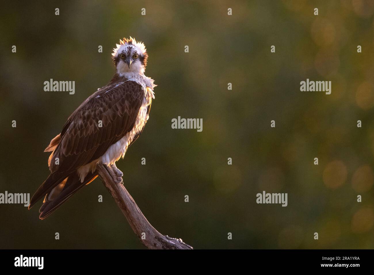 fischadler, Fischhawk (Pandion haliaetus), auf der Suche, mit Blick auf die Kamera, Niederlande, Overijssel Stockfoto