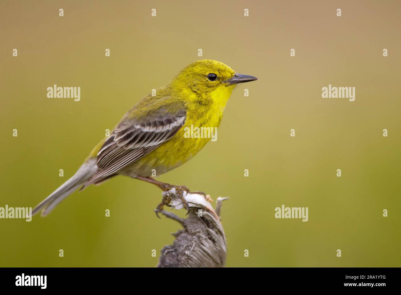 Kiefernsteinzwerg (Dendroica pinus), männlicher Erwachsener, der auf einer Pflanze sitzt, USA, Florida Stockfoto