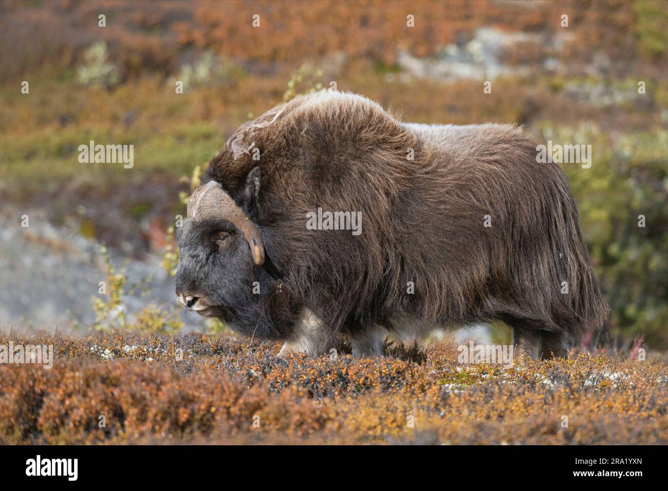 Muskox (Ovibos moschatus), Stier in der Herbsttundra, Seitenansicht, Norwegen, Dovrefjell Sunndalsfjella Nationalpark Stockfoto