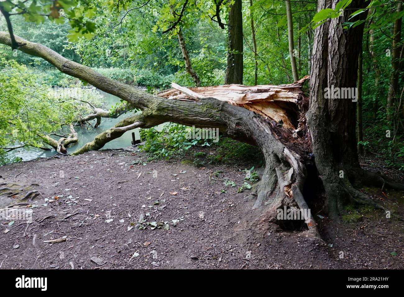 Ein gebrochener Baum im New Mills Nature Reserve, Derbyshire Stockfoto