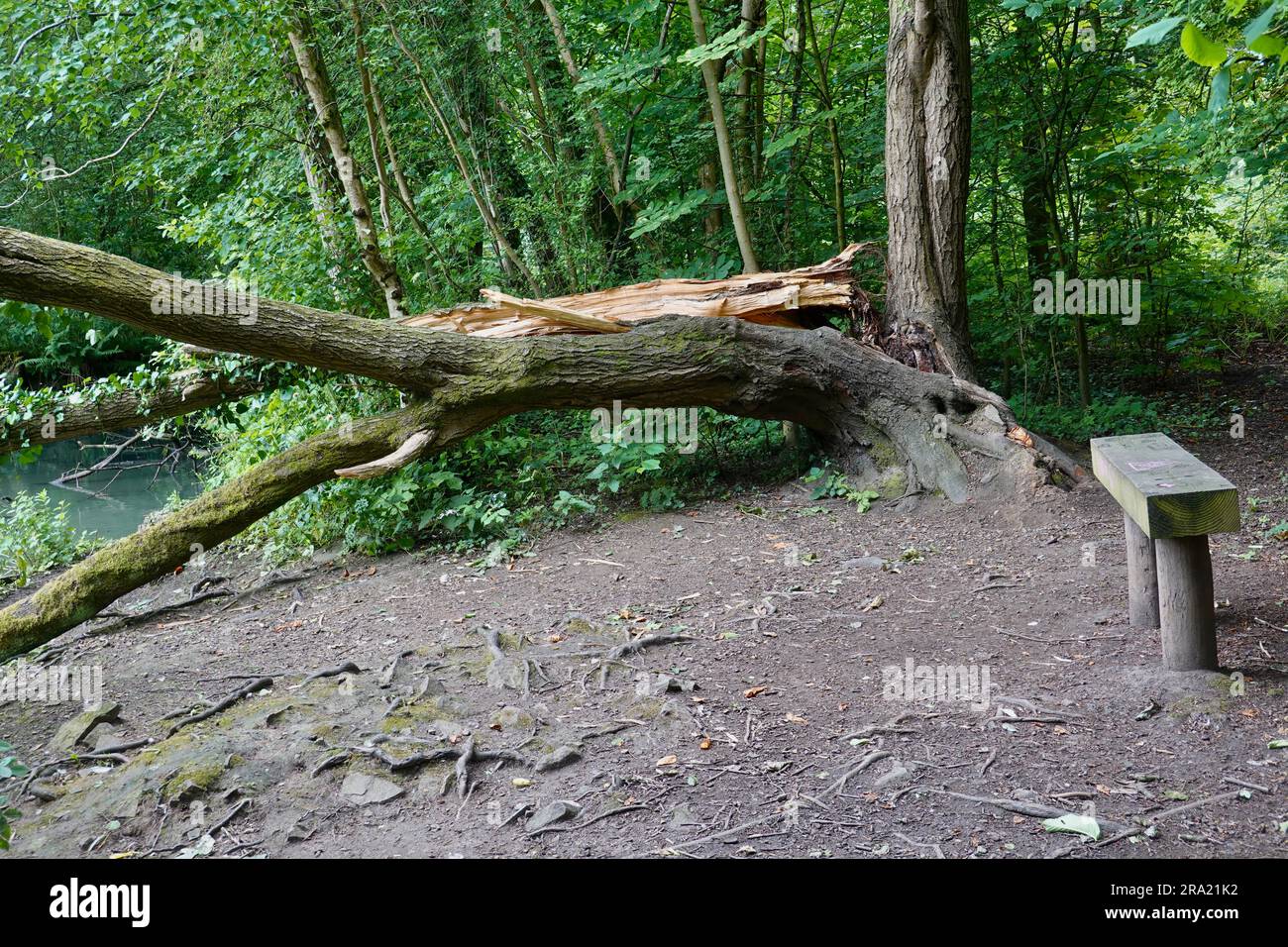 Ein gebrochener Baum im New Mills Nature Reserve, Derbyshire Stockfoto