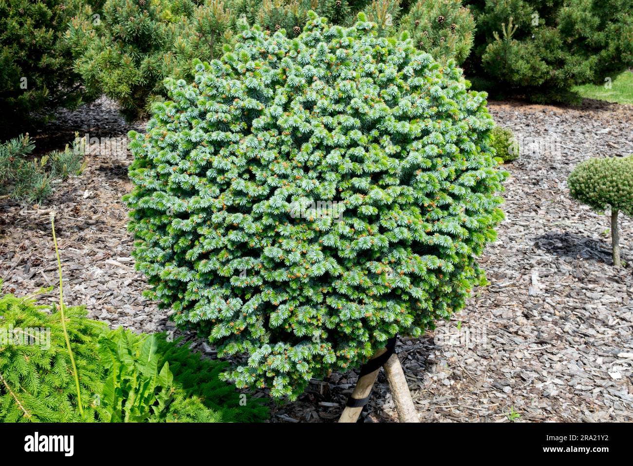Picea sitchensis „Tenas“, Silber, Sitka Spruce, sphärisch, Nadelholz, Garten, Baumkugel Fichtengarten Stockfoto