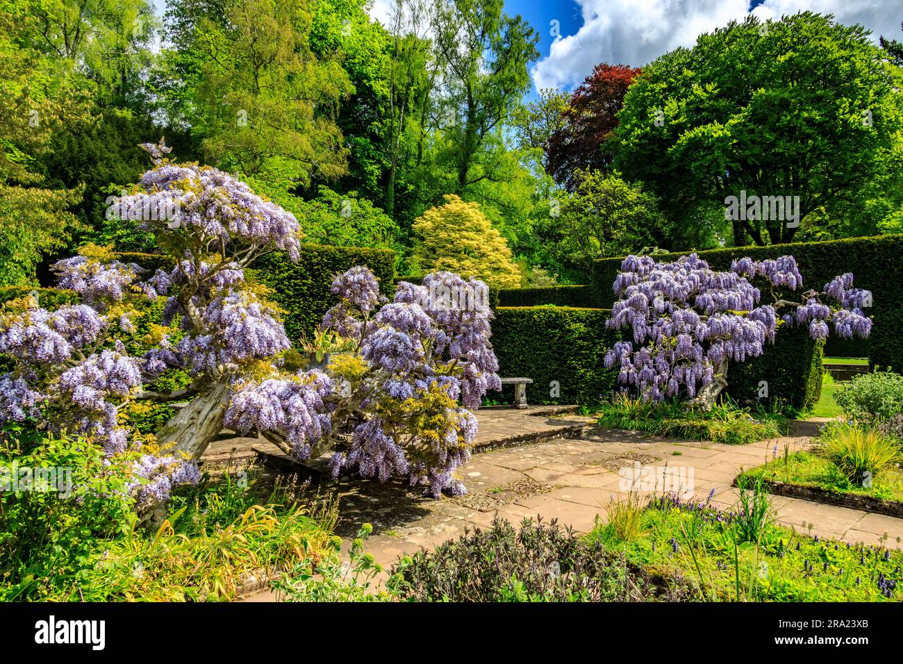 Die leuchtend blauen Blumen der Wisteria sinensis im gepflasterten Garten am Knightshayes Court, nr Tiverton, Devon, England, Großbritannien Stockfoto