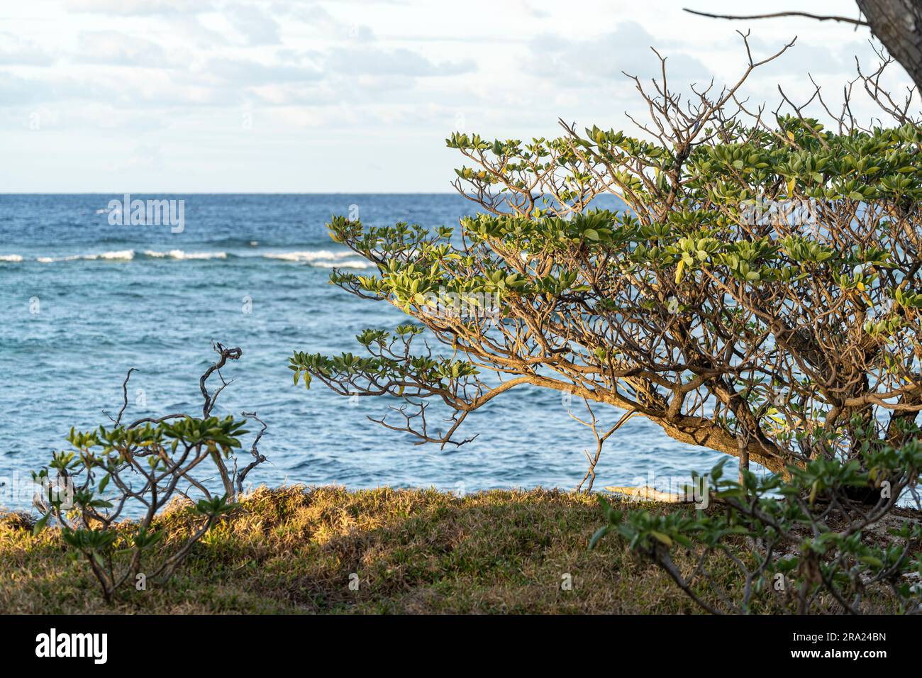 Küstenvegetation, Lady Elliot Island, Great Barrier Reef, Queensland, Australien Stockfoto