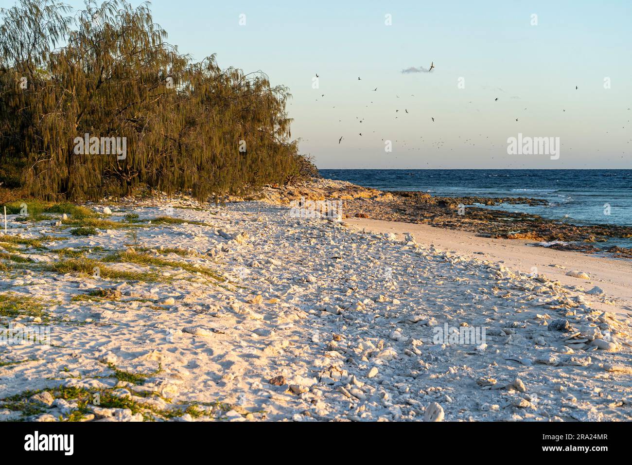 Lighthouse Beach, Lady Elliot Island Eco Resort, Queensland, Australien Stockfoto