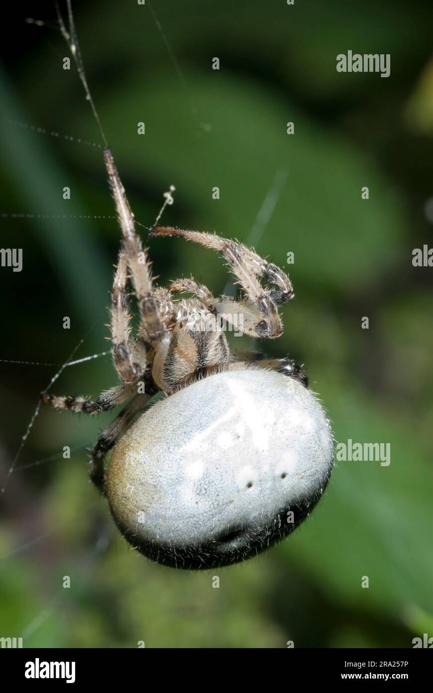 Vierfleckiger Orb Weaver Stockfoto