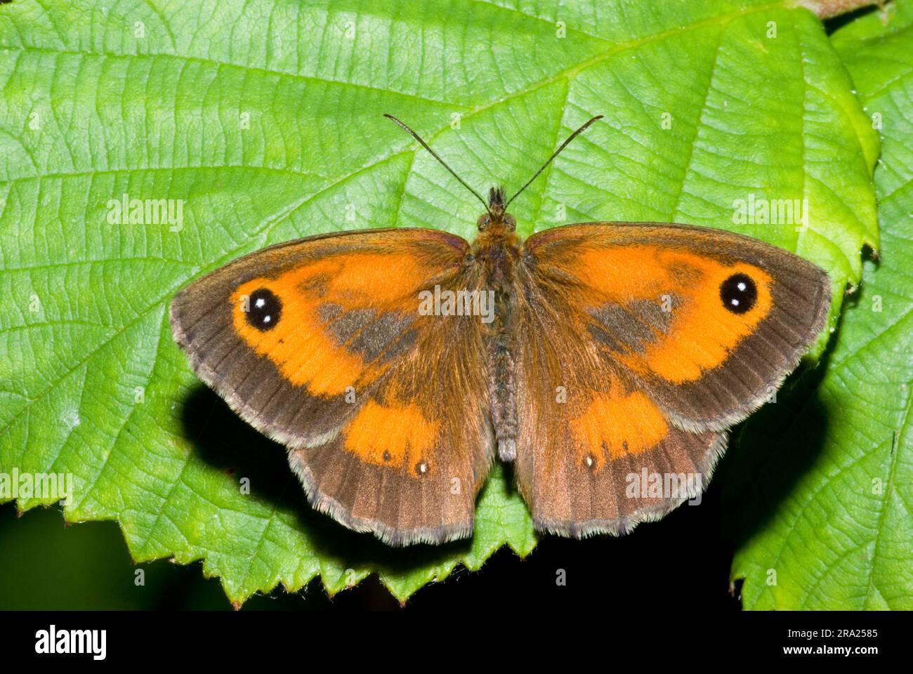 Gatekeeper-Schmetterling Stockfoto