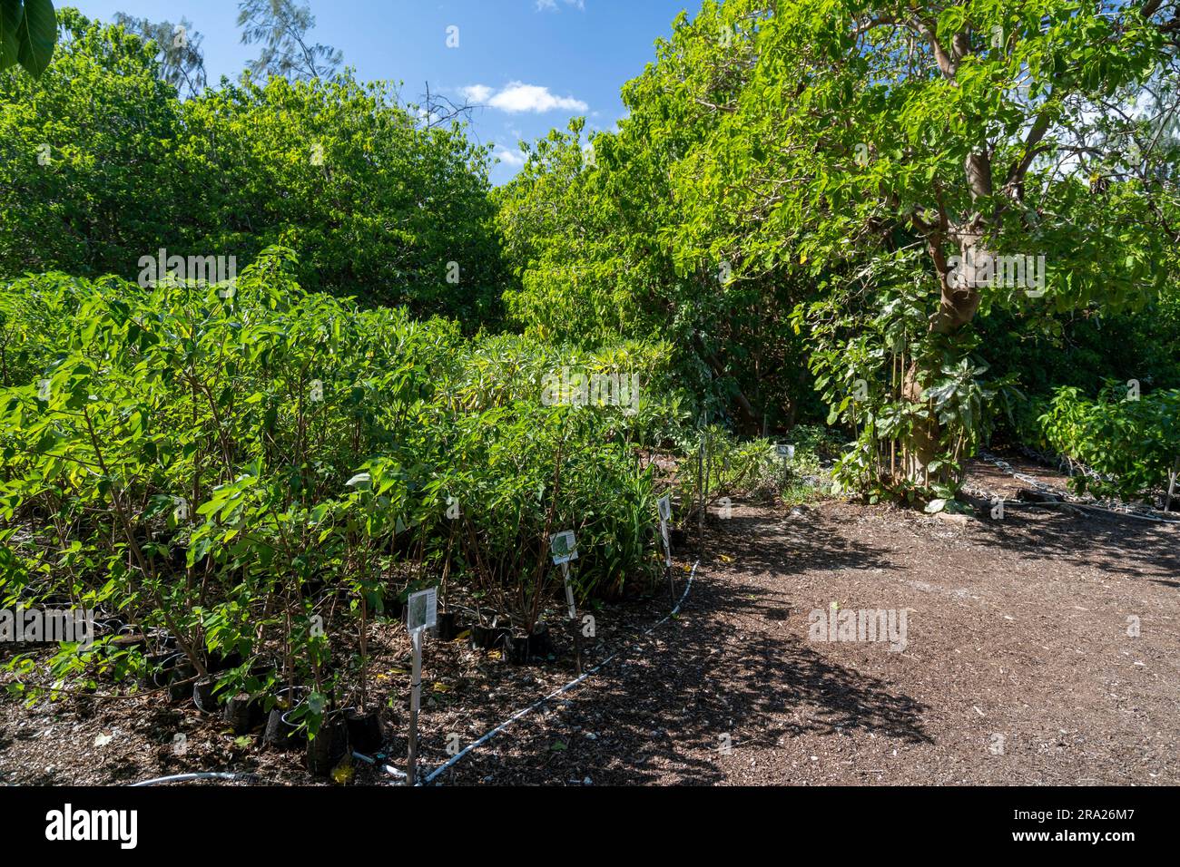 Coral cay einheimische Pflanzen, Lady Elliot Island, Queensland, Australien Stockfoto